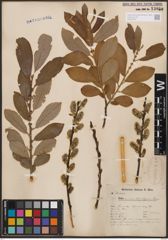 Foto von Salix cinerea L.